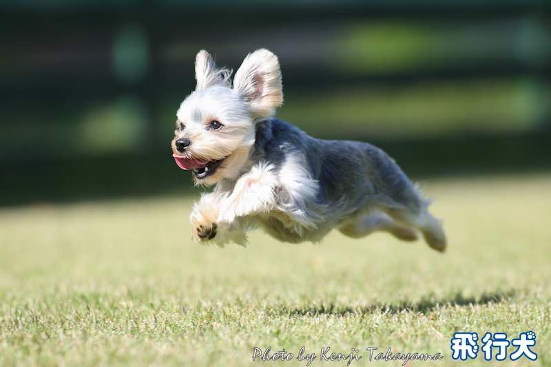 飛行犬の写真2