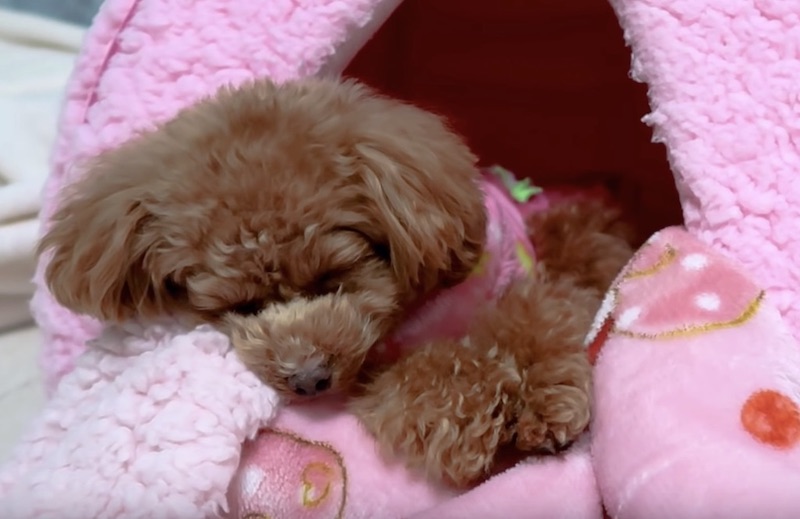 小型犬おすすめ犬グッズのペットハウス 