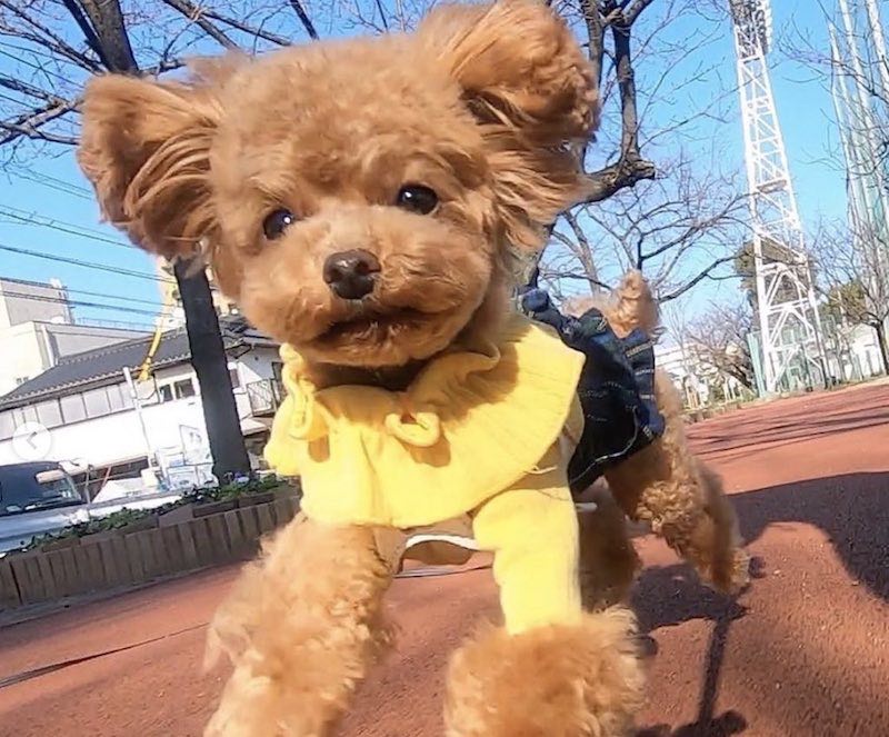 楽しみながら習得する犬芸