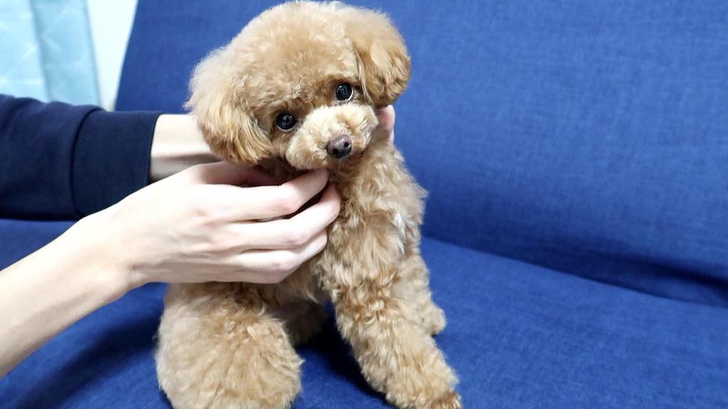 小型犬のおもちゃまとめ