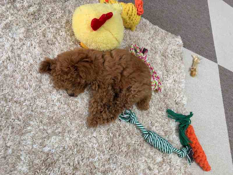 噛むおもちゃで遊んで寝る小型犬