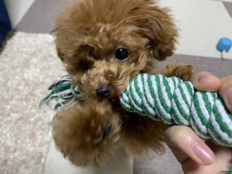 噛むおもちゃで遊ぶ小型犬