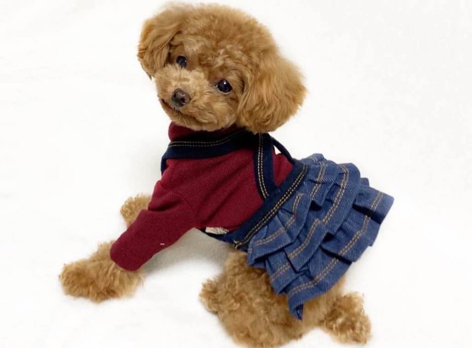 小型犬の洋服サイト、プレシャスファミリー