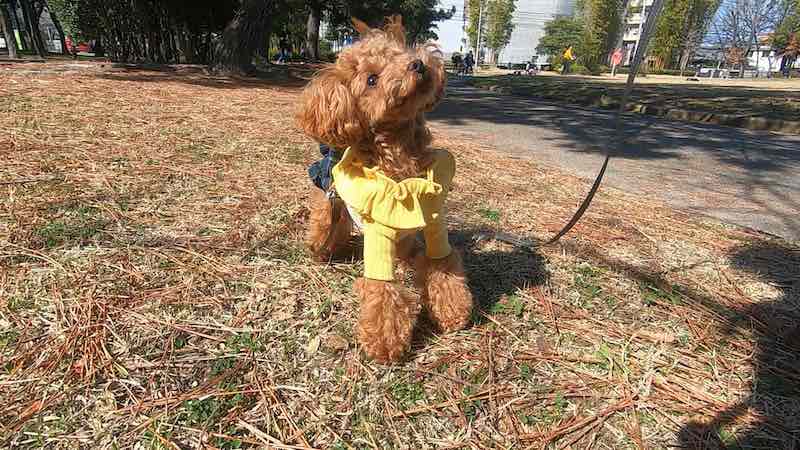 プレシャスファミリーの洋服を着て散歩する犬