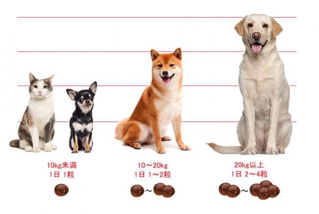 犬のパテラ対策に愛用しているたった1つのサプリメント