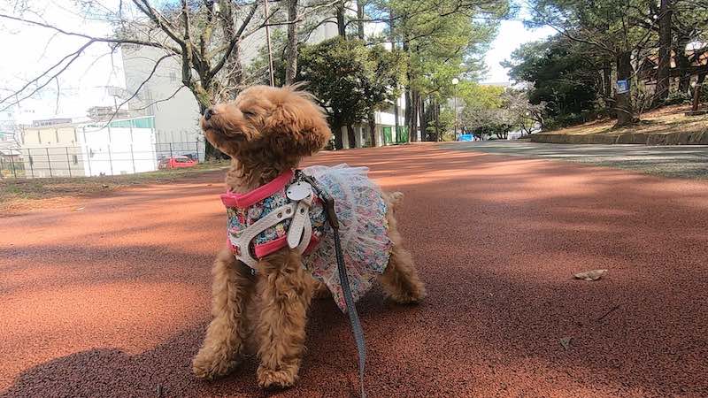 クン活に励む犬の行動の理由