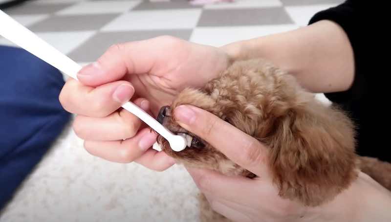 犬の歯磨きの重要性