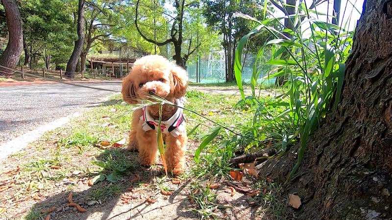 犬のクン活の意味