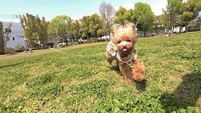 日頃の散歩で関節を鍛える犬