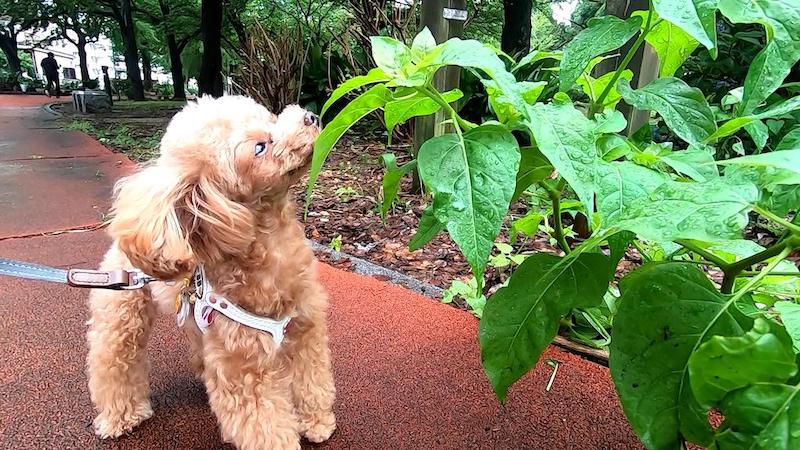 散歩道で匂いを嗅ぐ犬1