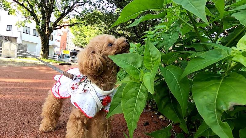 散歩道で匂いを嗅ぐ犬1