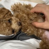 犬が眠くなる歌に挑戦