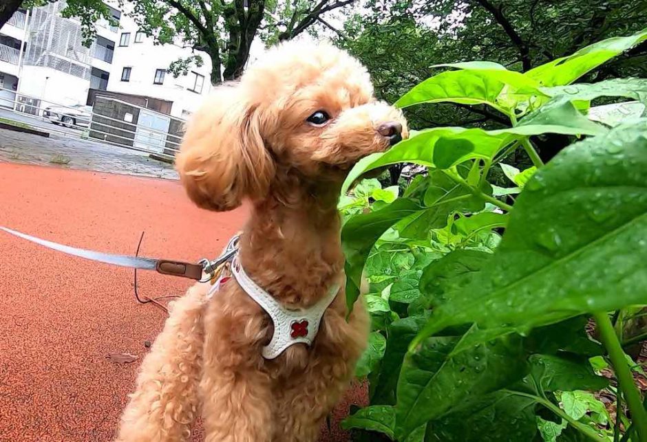 散歩中に匂いを嗅ぐ犬