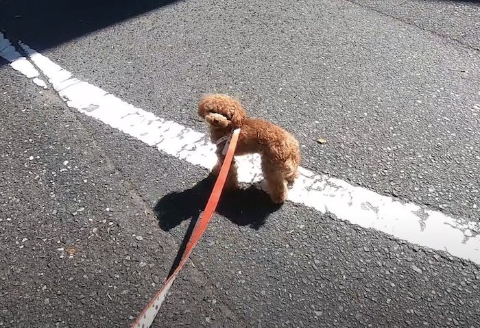 散歩道が病院だと察する犬