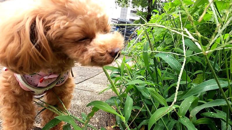 どうして犬は散歩中に匂いを嗅ぐ それは をしているから