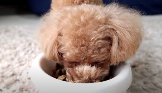 【実体験】愛犬がご飯を食べない時に試して役立った５つの事例紹介