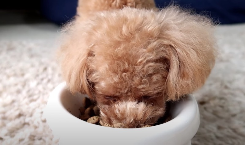 ご飯を食べない犬の対策方法