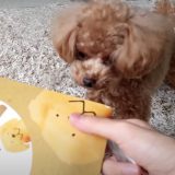 犬芸チャレンジ 愛犬への犬芸の教え方を動画付きで解説