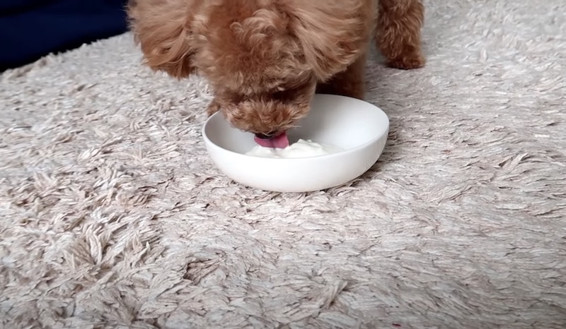 ヨーグルトを食べる犬2