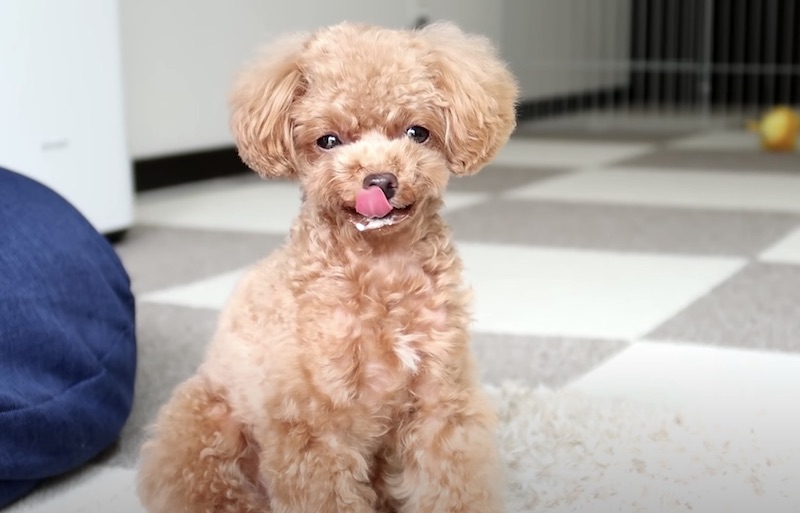 手作りごはんを食べる犬