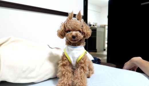 犬の寝床作りは手伝うべき？見守るべき？寝床作りをする理由