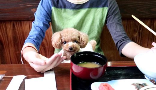 【宿泊体験記】ペットと泊まれる大分の宿『民宿水分村』に犬と宿泊してきた【2020年】