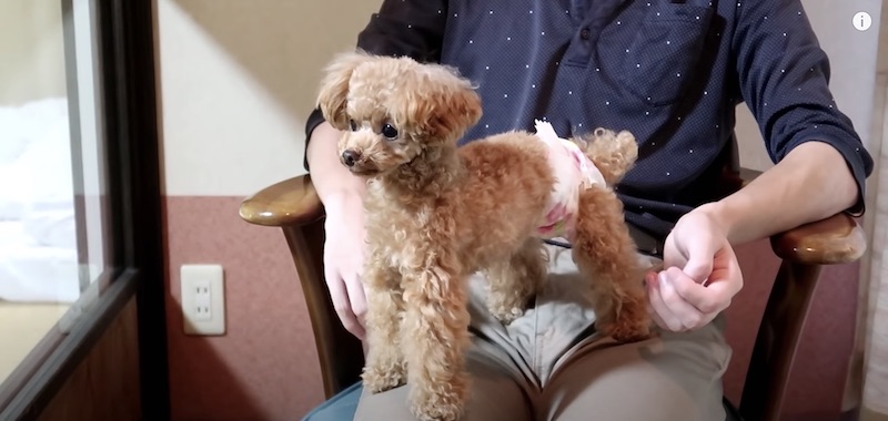 愛犬と同伴できる宿