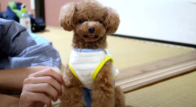 民宿でリラックスする愛犬