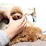 犬の口臭対策のポイント