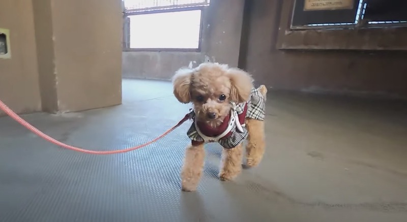 カドリードミニオン内を散歩する犬2