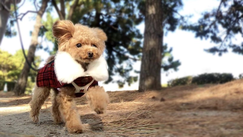 飼い主との散歩を楽しむ犬