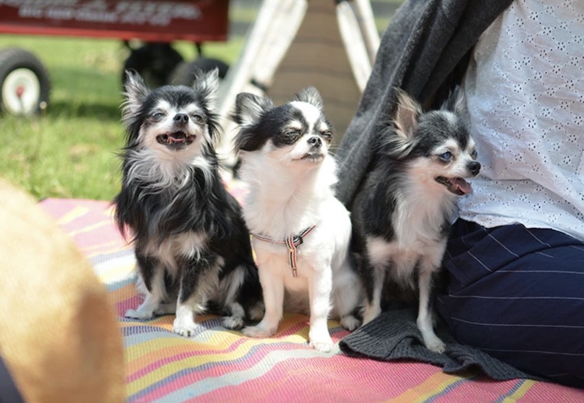 RADICAの愛犬チワワ