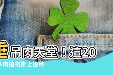 【垂吊多肉植物】垂吊肉天堂！這20種多肉植物掛上後秒變加分神器！