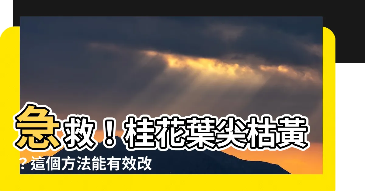 【桂花葉尖枯黃】急救！桂花葉尖枯黃？這個方法能有效改善！