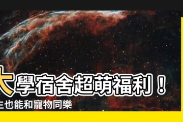 【大學宿舍可以養寵物嗎】大學宿舍超萌福利！學生也能和寵物同樂？懶人包一次看