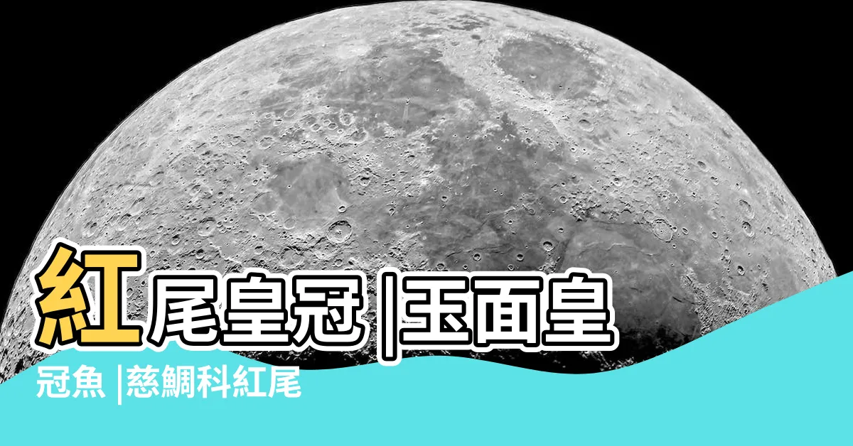 【皇冠魚】紅尾皇冠 |玉面皇冠魚 |慈鯛科紅尾皇冠屬動物 |