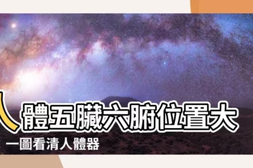 【五臟六腑位置】人體五臟六腑位置大全：一圖看清人體器官分佈，輕鬆瞭解身體