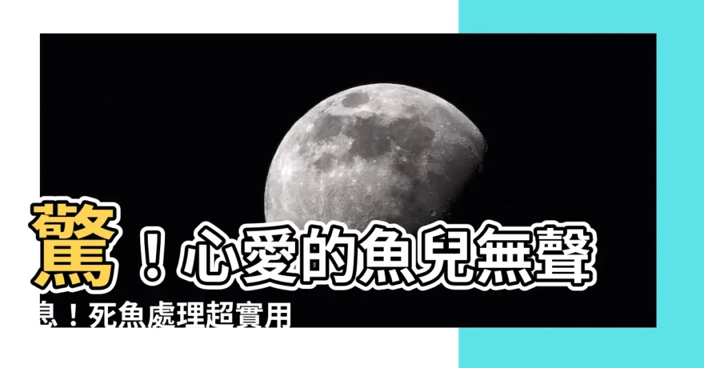 【死魚怎麼處理】驚！心愛的魚兒無聲息！死魚處理超實用指南！