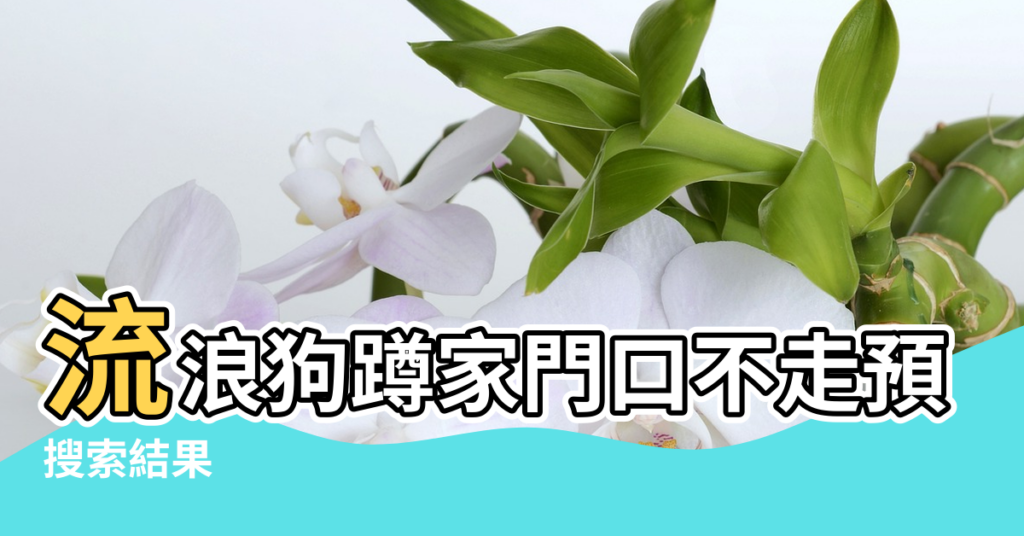【狗來家門風水】流浪狗蹲家門口不走預示著什麼 |搜索結果 |狗進家門是什麼徵兆 |