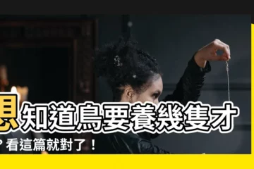 【鳥要養幾隻】想知道鳥要養幾隻才好？看這篇就對了！