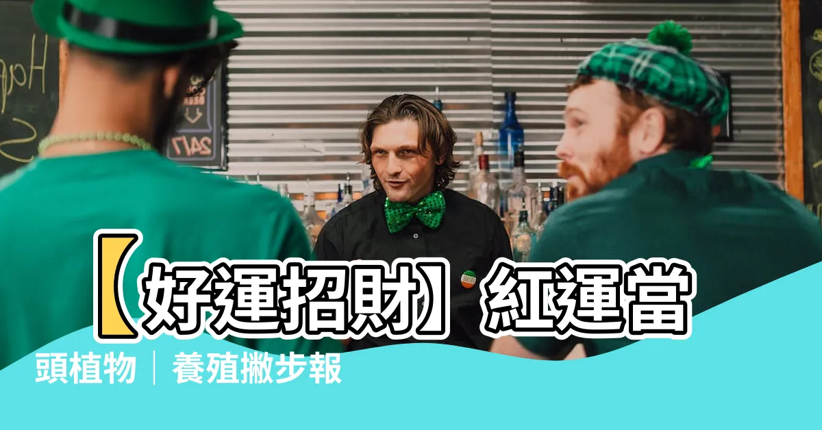【紅運當頭植物】【好運招財】紅運當頭植物｜養殖撇步報你知