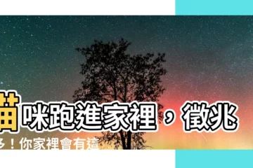 【貓咪跑進家裡】貓咪跑進家裡，徵兆多多！你家裡會有這些好運嗎？