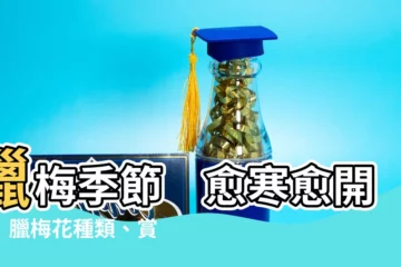 【臘梅季節】臘梅季節　愈寒愈開花！臘梅花種類、賞花景點一次看