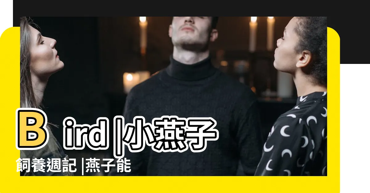 【燕子可以養嗎】Bird |小燕子飼養週記 |燕子能家養嗎 |