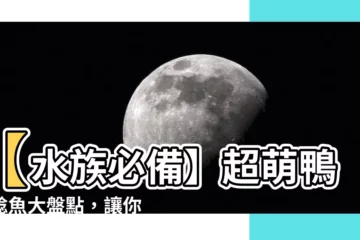 【鴨嘴鯰魚】【水族必備】超萌鴨嘴鯰魚大盤點，讓你水族箱超吸睛！