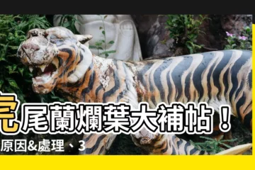 【虎尾蘭 爛葉】虎尾蘭爛葉大補帖！4大原因&處理、3招根長滿盆