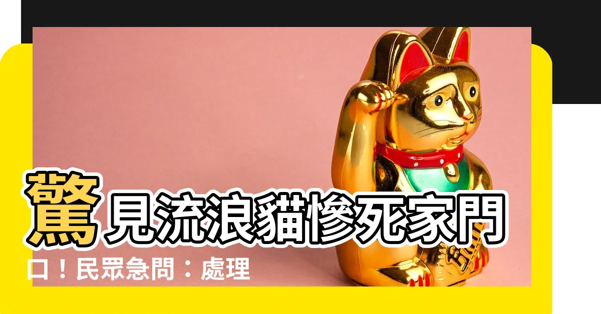 【流浪貓死在家門口】驚見流浪貓慘死家門口！民眾急問：處理方法全攻略