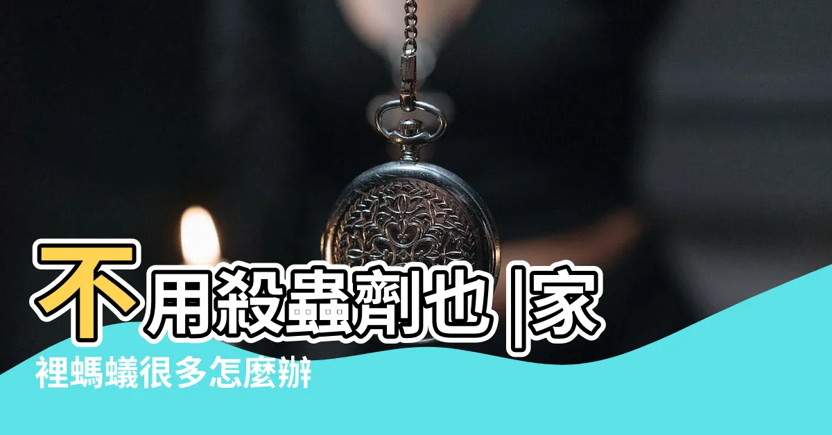 【小螞蟻很多】不用殺蟲劑也 |家裡螞蟻很多怎麼辦 |家裡突然冒出很多小螞蟻怎麼辦 |