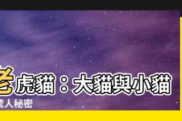 【老虎貓】老虎貓：大貓與小貓的驚人秘密