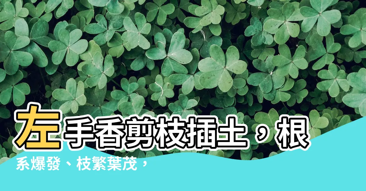 【左手香剪枝】左手香剪枝插土，根系爆發、枝繁葉茂，新手也能輕鬆上上手！